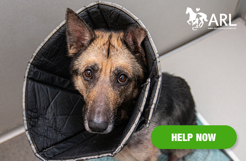 When Dalila arrived at the ARL, it was clear she was in pain. Her skin was red and raw, and she was missing fur all over her body. She was covered in scabs from scratching intensely at her inflamed skin. She shied away when we tried to touch her.