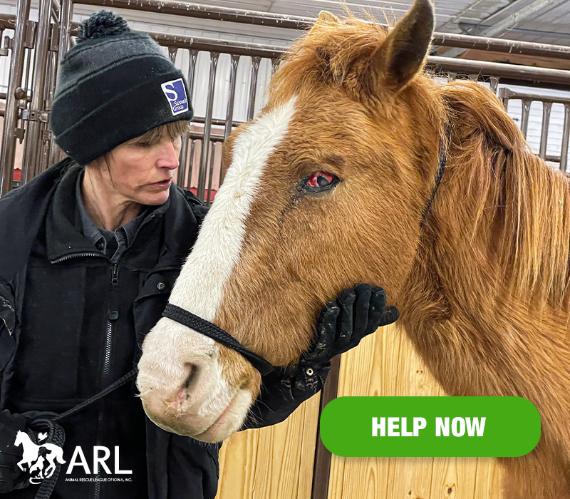 When the ARL's Mobile Rescue Team was contacted by Keokuk County Sheriff's deputies to assist with a rescue, we arrived to find four horses – two of whom were in such terrible condition they were literally skin and bones. It was clear they needed immediate help.