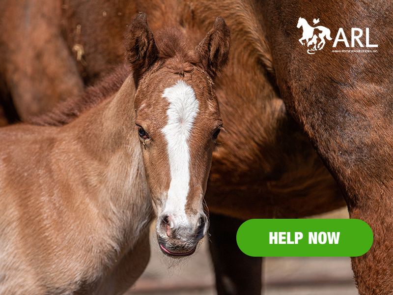 A few days ago when our team arrived to begin caring for the dozens of horses at our Second Chance Ranch, there he was: A clumsy, adorable foal gazing wide-eyed at the world.