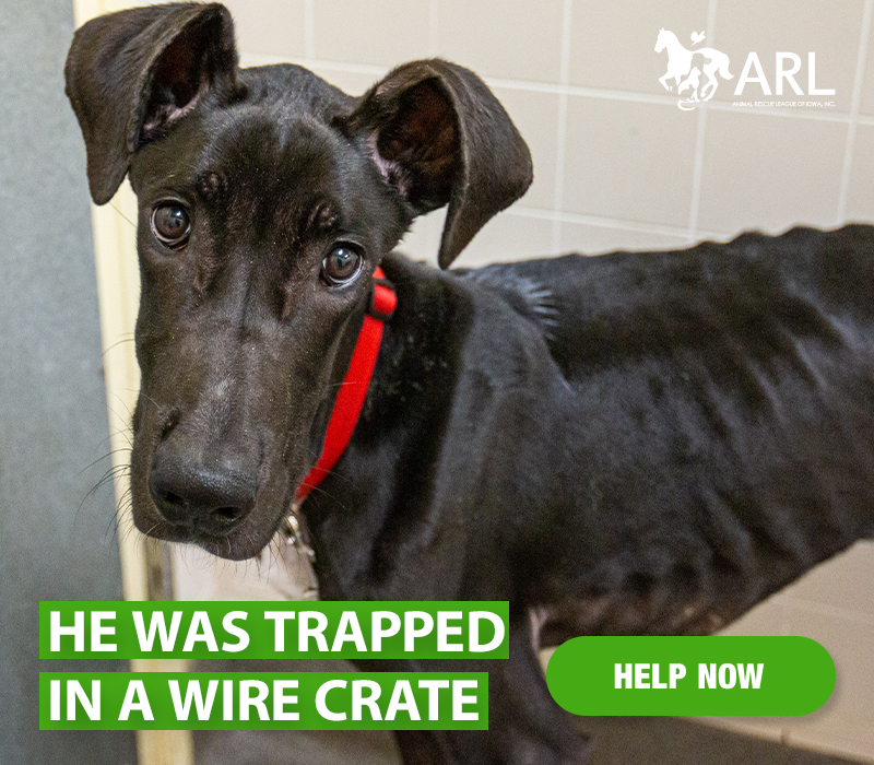 When the ARL officer arrived, she found a Great Dane, named Kal, shut in the crate with no food and no water – wasting away in an apartment where people were living. And no one was helping him.