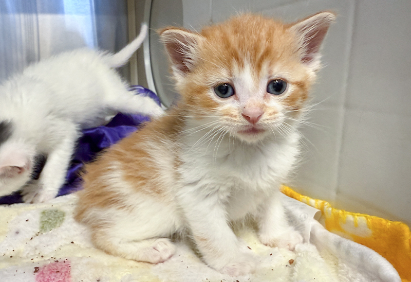 0410_orphanedkittens_eappeal_Content01