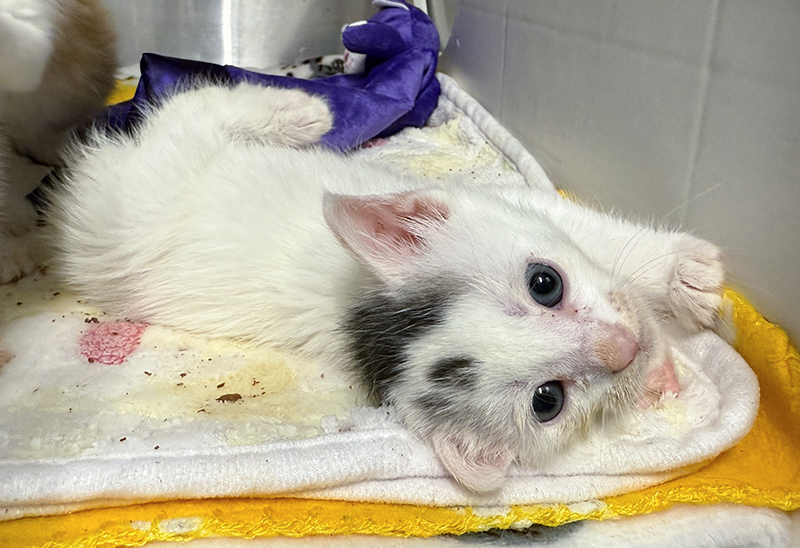 0410_orphanedkittens_eappeal_Content02