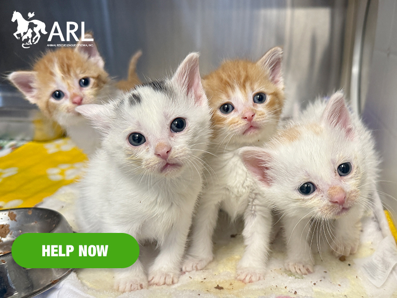 When the four orphaned kittens looked up at us with their tiny blue eyes, it was clear they needed help. They were dehydrated, underweight and cold to the touch. We were told they were found all alone in a barn after their mother had been hit by a car. They had nowhere else to turn.