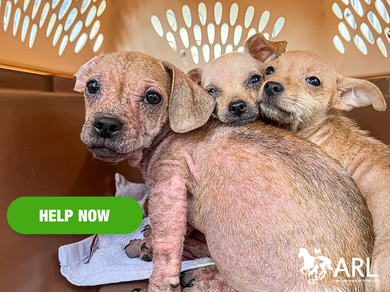 It happened again. Late in the day, we received a call from law enforcement asking us to help rescue dozens of animals from horrible conditions. There were 60 dogs and cats living inside the property, where, sadly, deceased dogs had also been found.