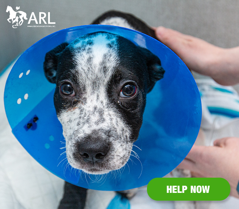 Our Miracle Medical Team was ready and waiting when an ARL Animal Services officer rushed in carrying a thin, badly injured 8-week-old puppy in his arms.