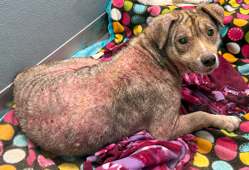 0422_bella_eappeal_Content02