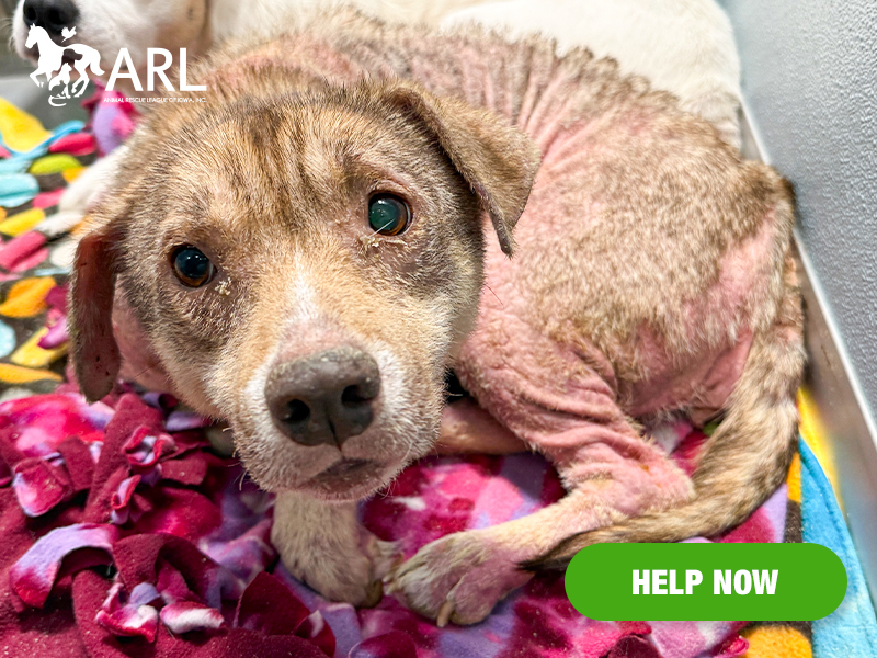 When Bella arrived, it was clear she was suffering. Her skin was deeply infected and almost all of her fur was gone. Her exposed skin, from her face to her swollen paws, was red, scabby and painful to the touch. Our veterinarian said there was almost no healthy skin on her body. Her eyes were also infected and cloudy, and she bumped into walls as she entered our exam room.