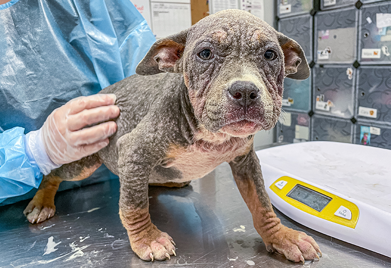 0502_puppies_eappeal_Content_01