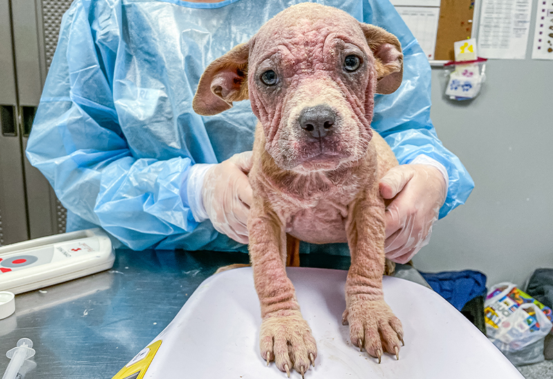 0502_puppies_eappeal_Content_02