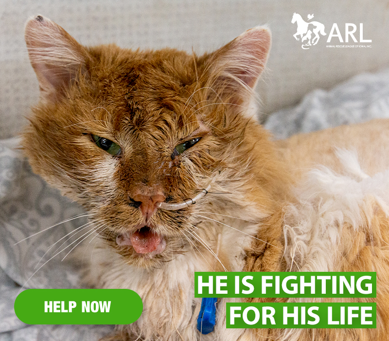 Jonesy arrived at the ARL in extremely critical condition – drooling, panting and in obvious distress. We were told that a company had laid poison in the apartment building he was living in and that Jonesy had been eating mice in his home that had likely been poisoned.