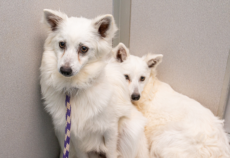 0518_ARLMissouriDogs_Content_02