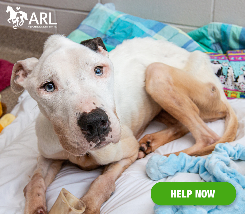 He is emaciated, incredibly frail and stained with urine. He struggles to stand and walk and has almost no muscle across his body. We were told he was found in a ditch.