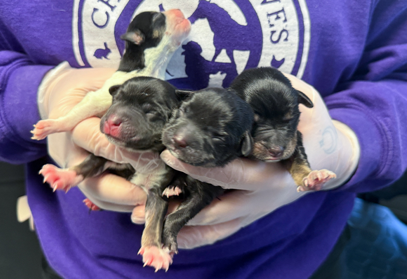 0527_puppies_eappeal_Content01