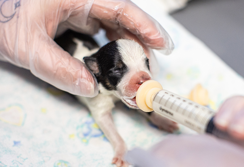 0527_puppies_eappeal_Content04