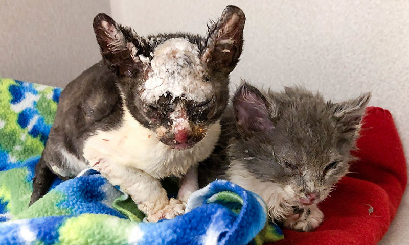 A box of 9 kittens was set on fire with two suffering severe injuries and the others escaping with singed fur and ash.