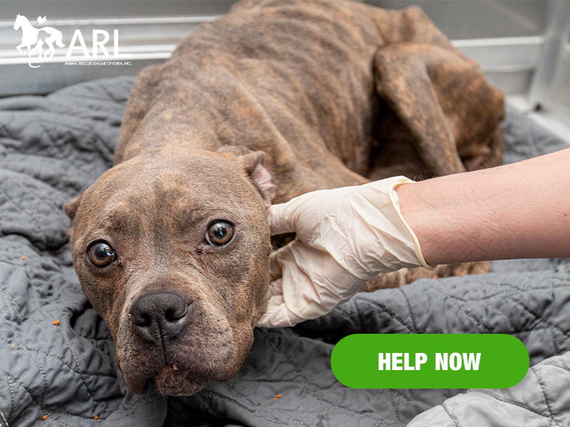 Hazel is in desperate need of help. She arrived emaciated, dehydrated and so frail she could not walk. She had clearly been starving for a very long time.