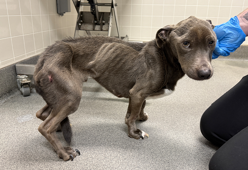 0604_ryder_eappeal_Content01