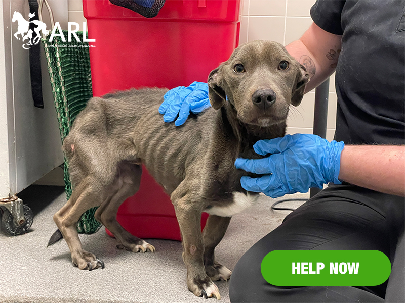 A small dog curled up by the train tracks. Cold and alone. Just skin and bones. Thankfully a good Samaritan spotted Ryder and stopped their car to help. Up close, it was clear he needed more assistance than they could give, so they bundled him in a towel and rushed him to the Animal Rescue League.