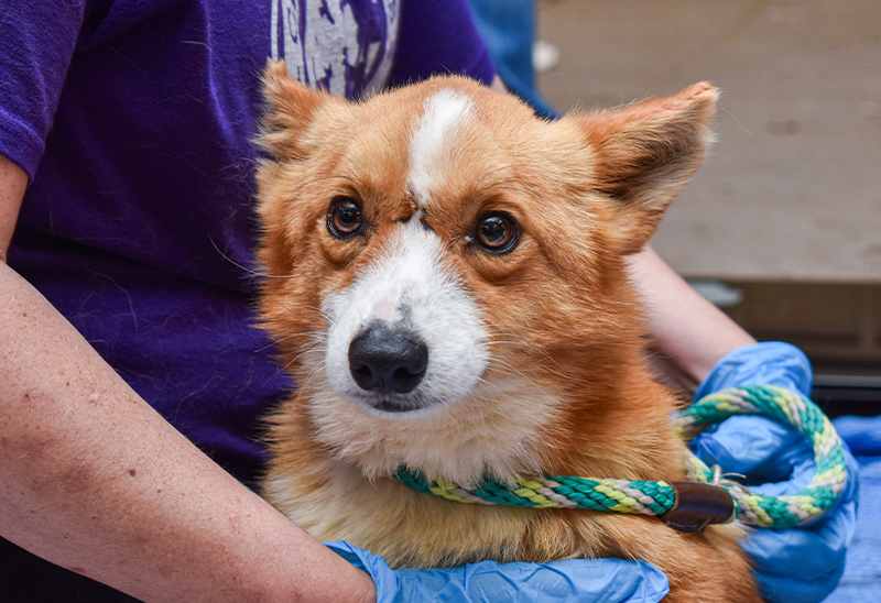 0610_corgis_eappeal_Content01