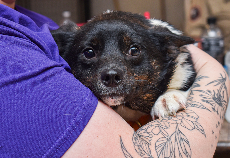 0610_corgis_eappeal_Content02