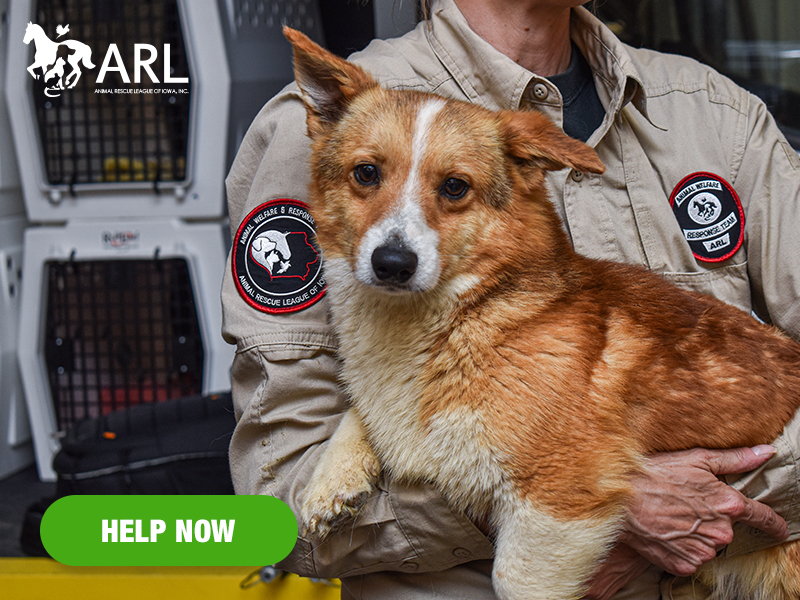 Less than two years after helping remove 30 dogs from an unlicensed breeder in Cedar County, the ARL team was back on the same property … this time working with authorities to rescue 32 MORE dogs.