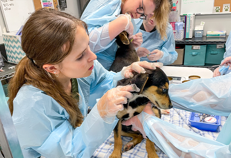 0615_6puppies_Content_02