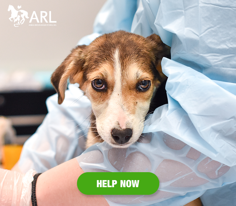 It was nearly closing time when we received the urgent call. The good Samaritans had called multiple other shelters in their area and no one would help take in the 6 puppies they had found that were covered in ticks.