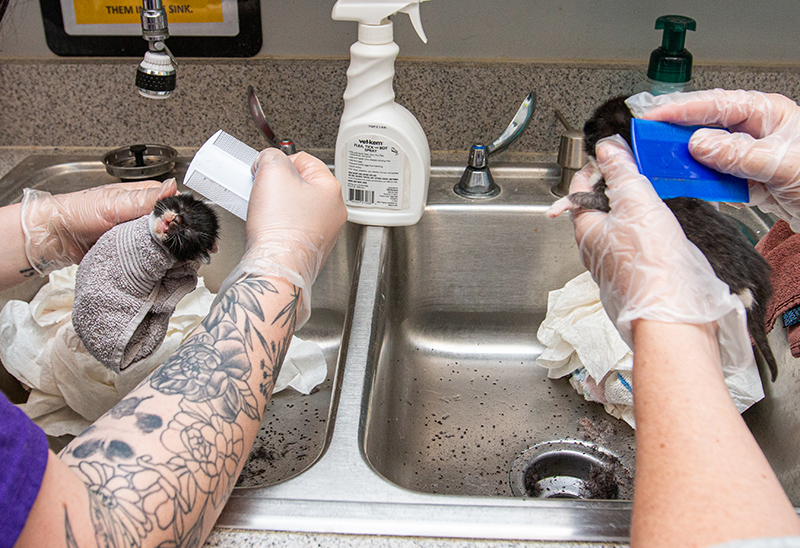 0620_DSMcatskittens_eappeal_Content01