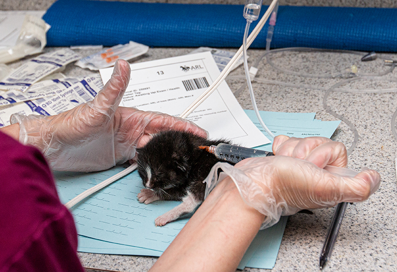 0620_DSMcatskittens_eappeal_Content02