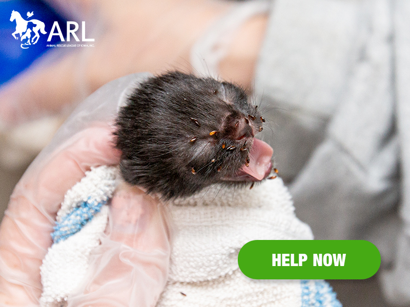 We'd never seen so many fleas on such tiny kittens. When the ARL rescue team arrived, we found 21 cats and kittens living in a filthy, bug-infested Des Moines home. The cats were in bad shape, but it was the 14 kittens – many just days old – that were suffering the most.