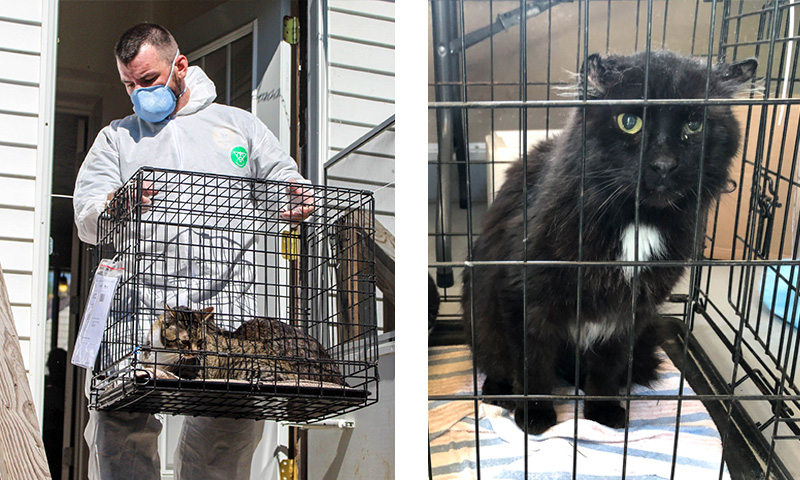 The Animal Rescue League of Iowa's Mobile Response Team spent hours removing dozens of sick cats and kittens from a small home 2.5 hours away in Mitchell County yesterday, after being asked by local law enforcement to assist.