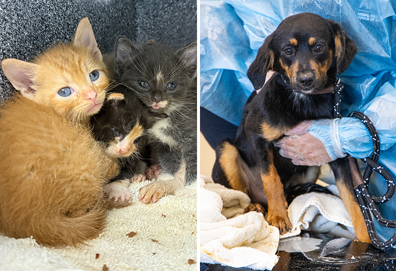 0627_catsandogs_eappeal_Content01