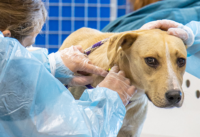 0627_catsandogs_eappeal_Content03