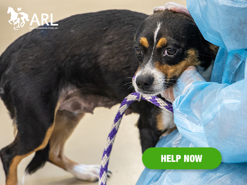 It's the height of summer – a time when our shelter is already full – and the calls just keep coming. Law enforcement agencies are reaching out daily – a spike from even a few weeks ago – and our rescue team has been mobilizing quickly and repeatedly when animals need us most.