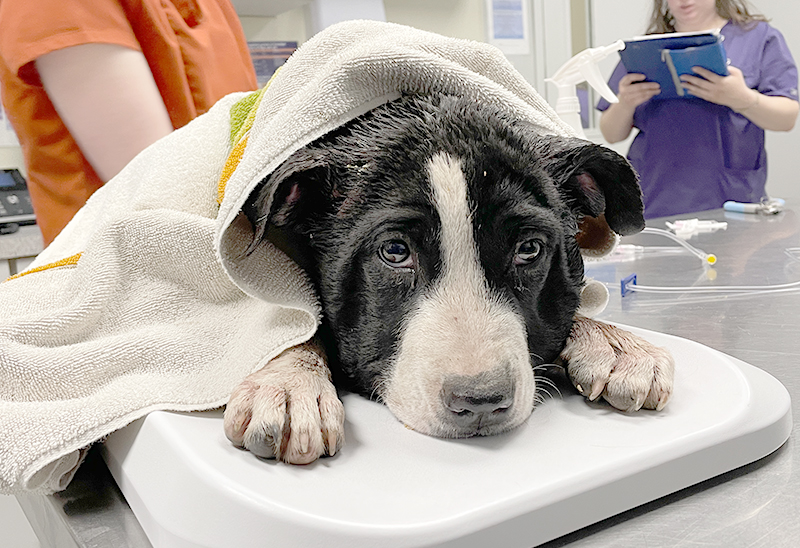 0710_churu_Content_02