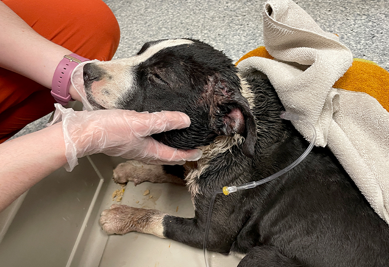 0710_churu_Content_03