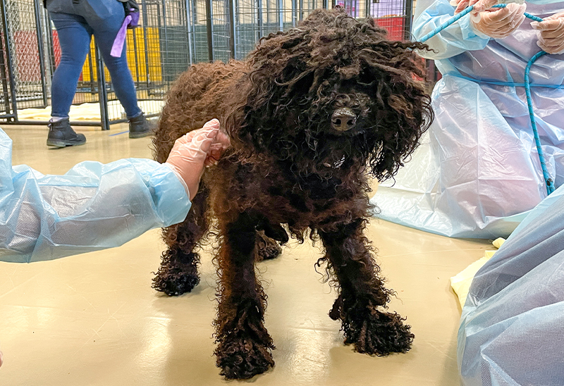 0712_boonedoodles_eappeal_Content3