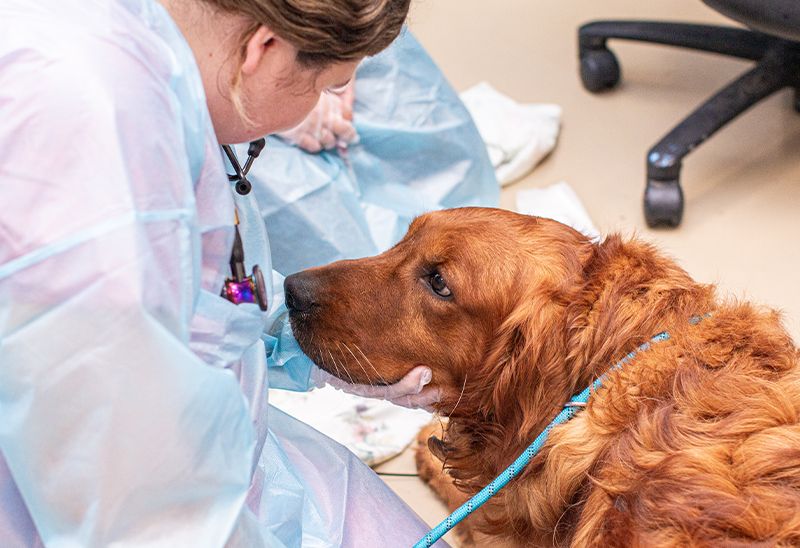 0712_boonedoodles_eappeal_Content4