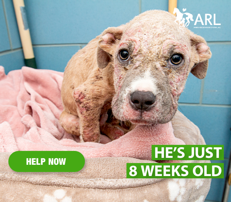 Humphrey's thin body was hot to the touch and covered in sores when he arrived at the Animal Rescue League. At only 8 weeks old, his ribs showed clearly through his patchy fur. He had obviously never had proper medical care.