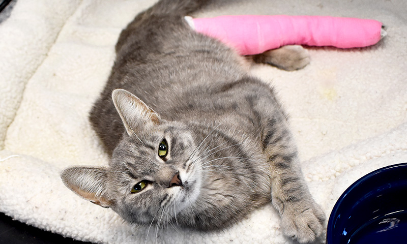 We may never know how this poor kitty got these horrific injuries. But we do know she needs surgery right away to save her life.