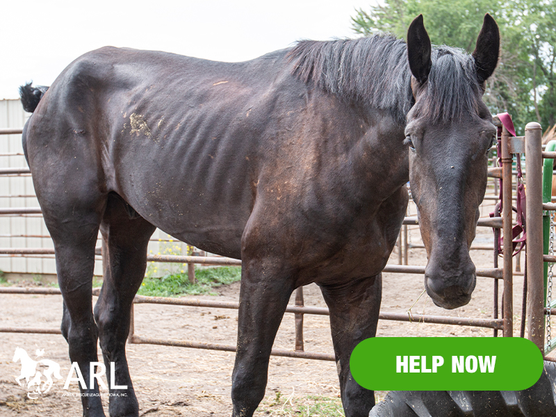It was a sight we'd never seen and hope to never see again: A giant, shockingly thin horse being forced to pull a carriage in downtown Des Moines.