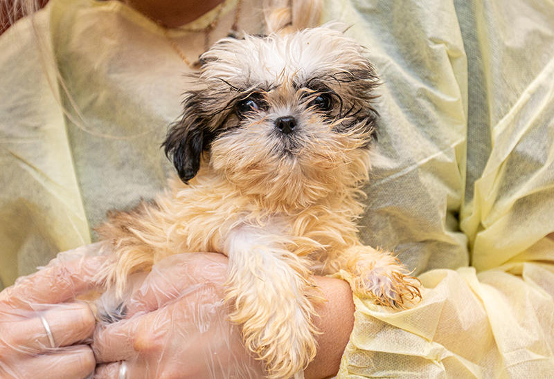 0728_Shihtzu rescue_Content_01