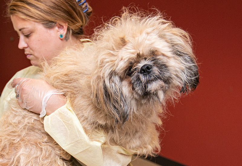 0728_Shihtzu rescue_Content_02