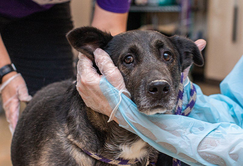 0803_Tipton Dogs_Content_01