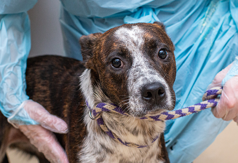 0803_Tipton Dogs_Content_02