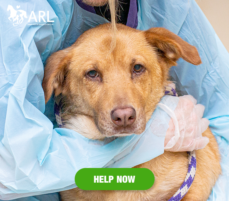 0803_Tipton Dogs_Header