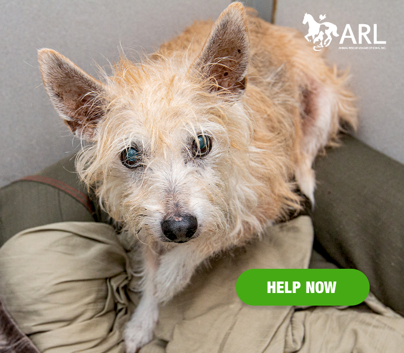This senior boy (we estimate him to be at least 10) arrived at the ARL after a good Samaritan found him and rushed him to us for help. He was in pain, confused and unable to use his leg – it appeared he was hit by a car.