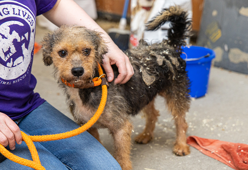 0819_pocacodogs_eappeal_Content02