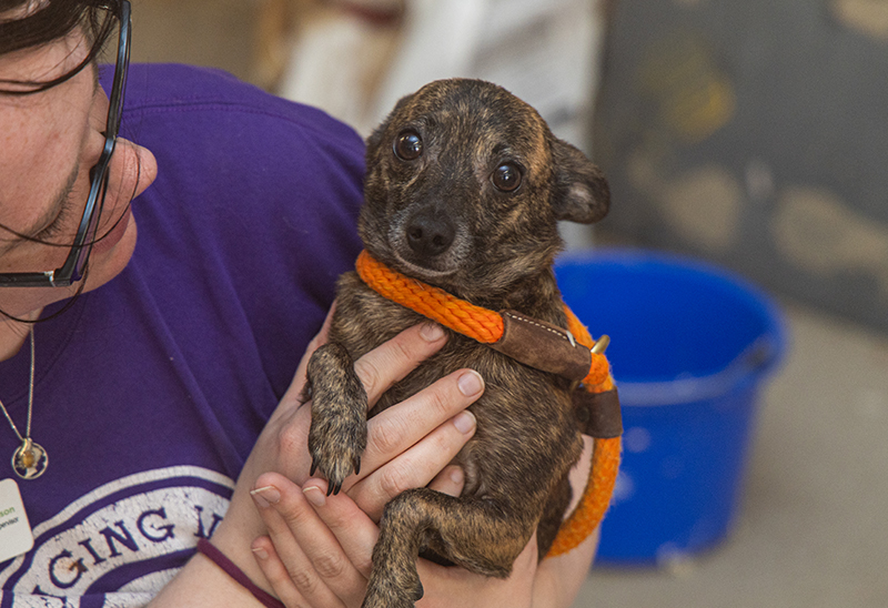 0819_pocacodogs_eappeal_Content03