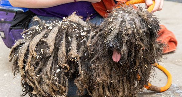 11 dogs were desperate for help